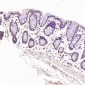 Anti-Cyclin B1 CCNB1 Rabbit Monoclonal Antibody